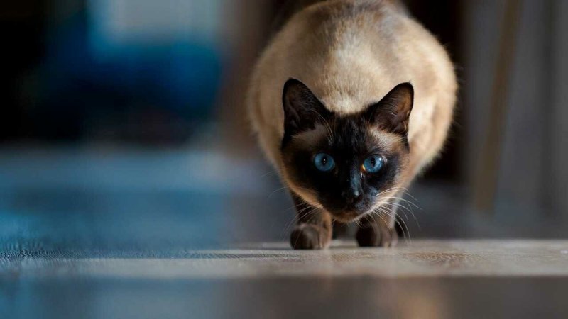 Тайская голубая кошка