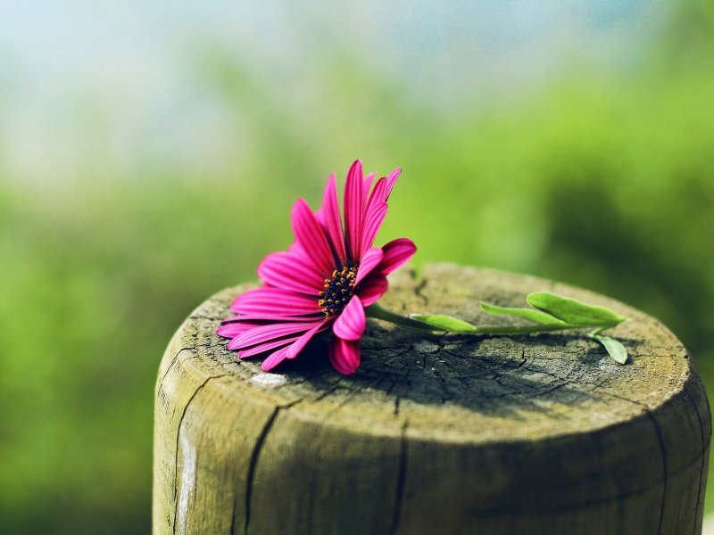 Цветы в пеньке