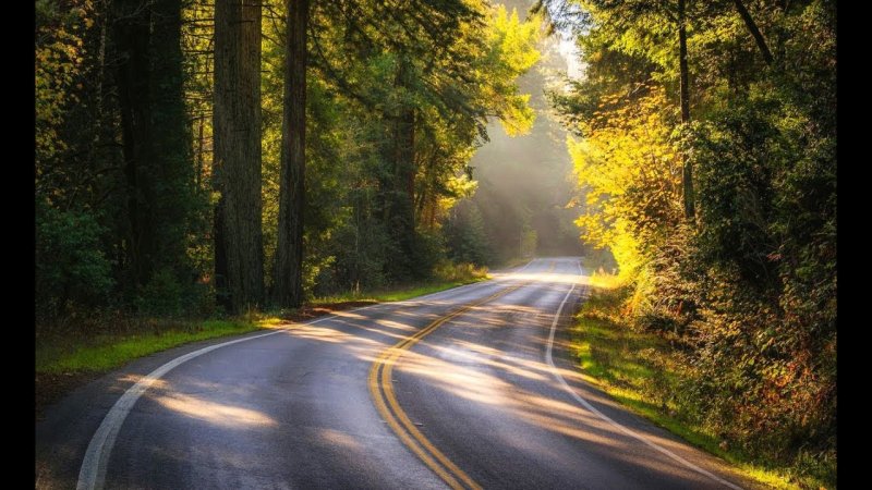 Дорога в лесу