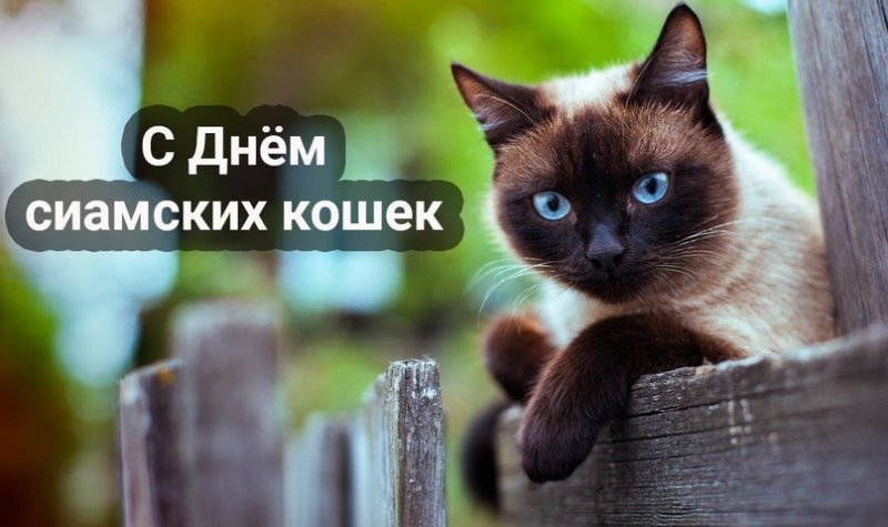 Старотипная Сиамская