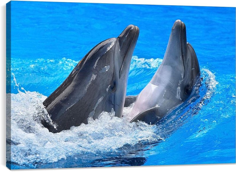 Красивые дельфины