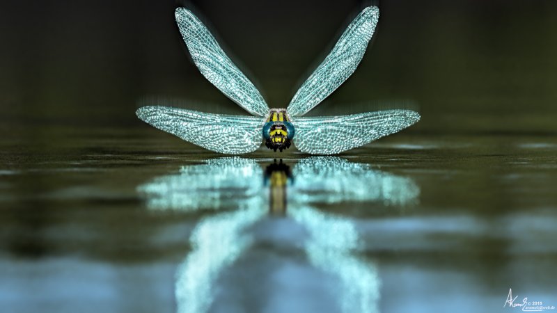 Бабочка поденка