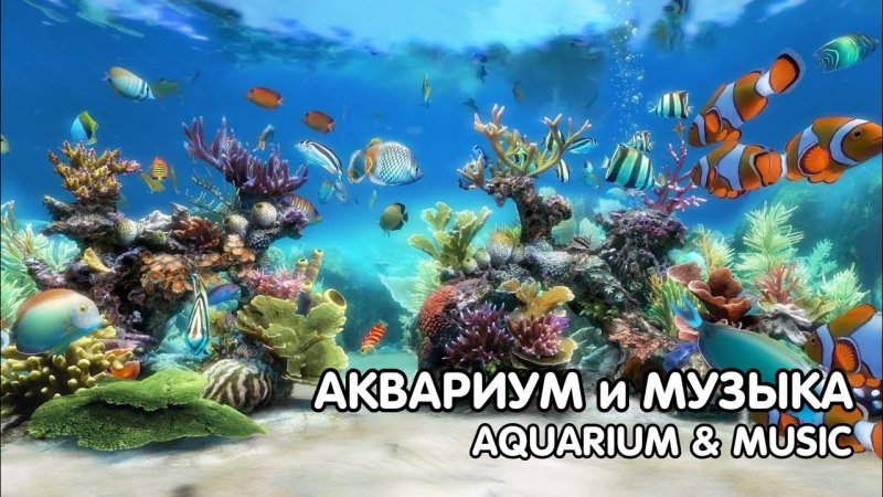 Обои аквариум