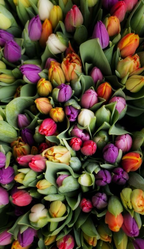 Цветы тюльпаны