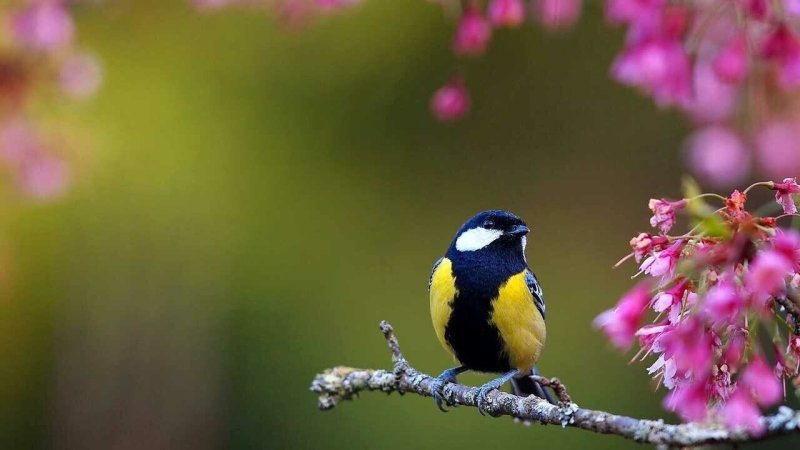 Красивая Весна