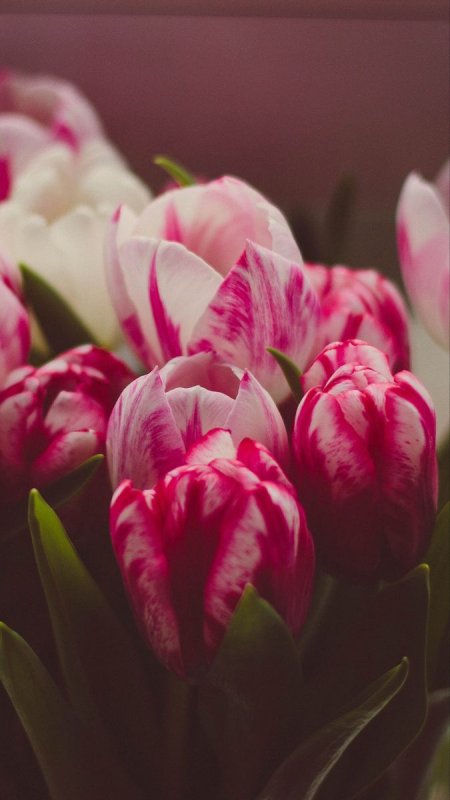 Тюльпан пол Ширер