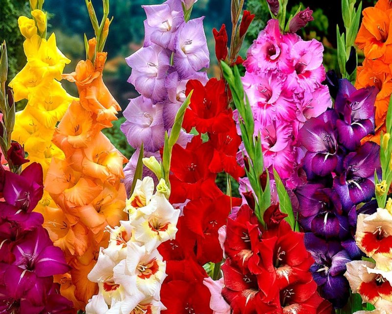 Гладиолус Вандола