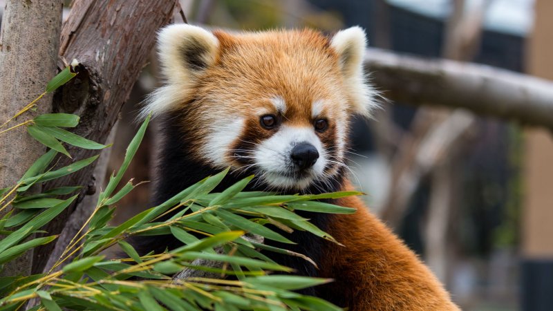 Красная Панда