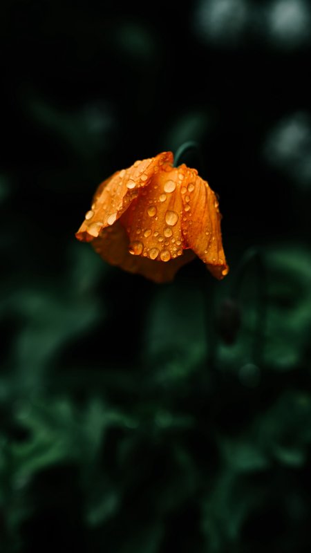 Салатовые оранжевые цветы на черном фоне