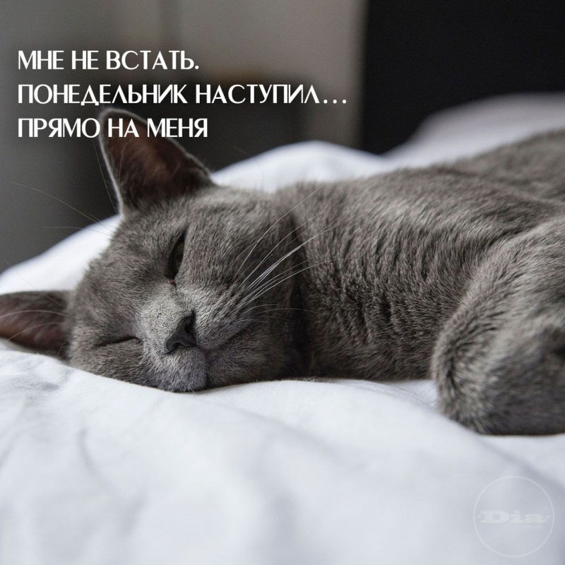 Утро понедельника