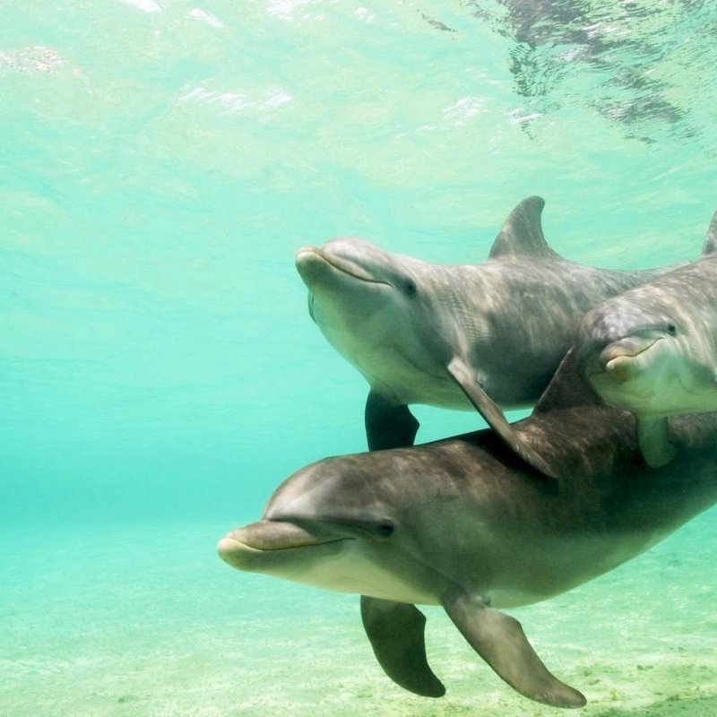 Дельфин афалин Окинава