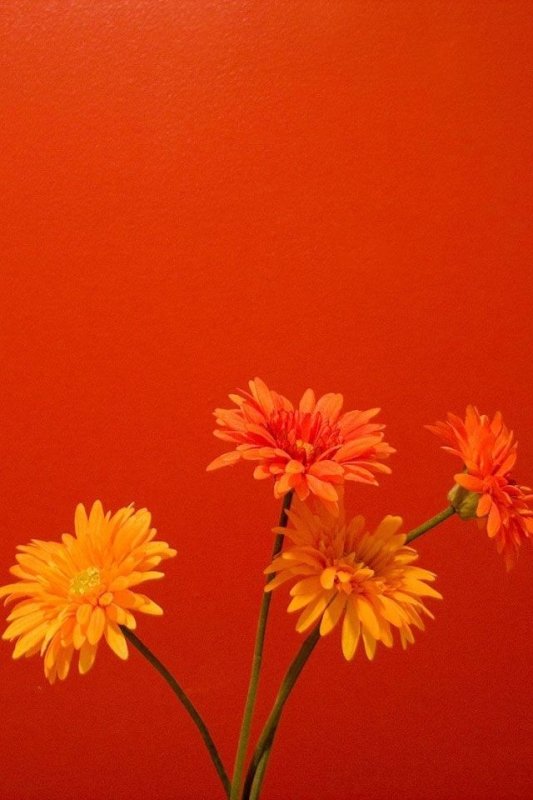 Ярко оранжевые цветы