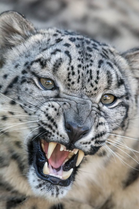 Снежный Барс (Ирбис, снежный леопард)