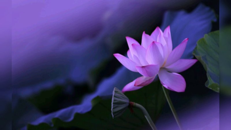 Лотос орехоносный фиолетовый