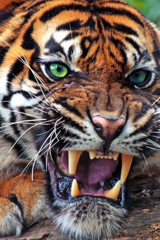 Амурский тигр оскал