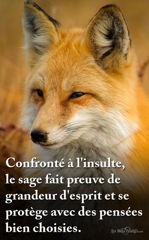 Жёлтые лисы