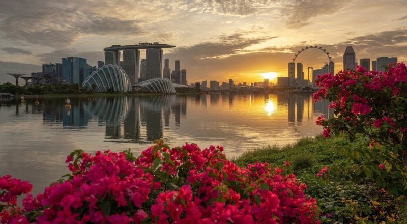 Цветок Сингапур Сингапур