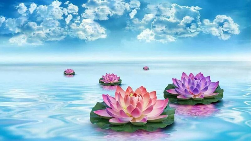 Цветы на фоне воды