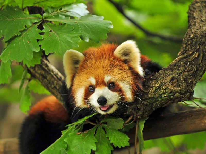 Красная Панда и енот