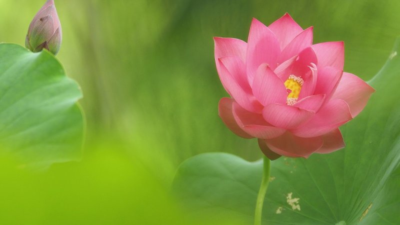 Альпийский Лотос