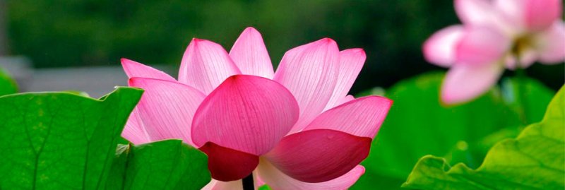 Лотос орехоносный цветение