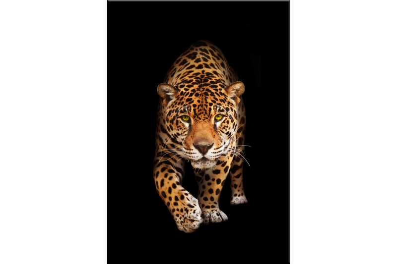Леопард на черном фоне