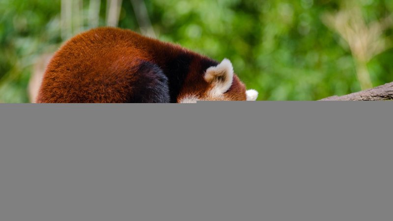 Красная Панда