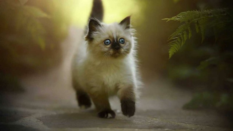 Сиамский Рэгдолл