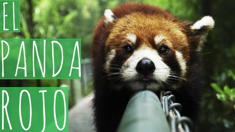 Карликовая Панда