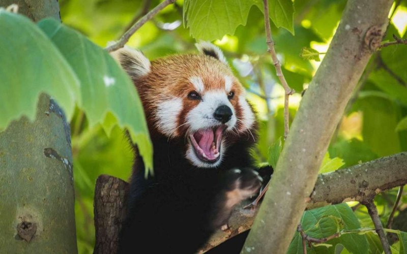 Малая Панда Стайана