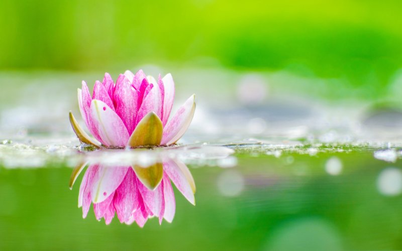 Кувшинки Лотос цветы лотоса