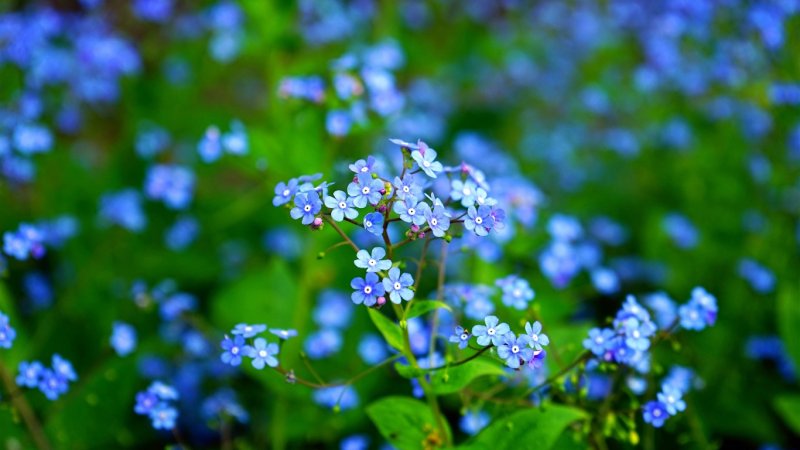 Незабудка Полевая (Myosotis arvensis)
