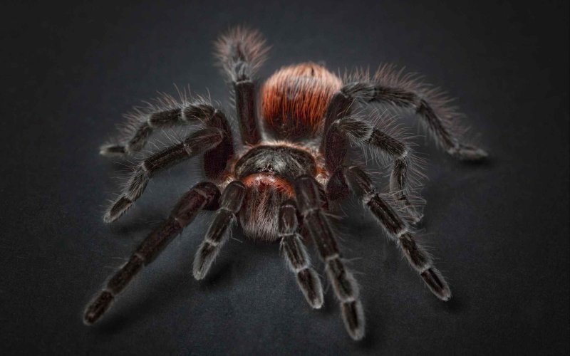 Паук-птицеед Chromatopelma cyaneopubescens