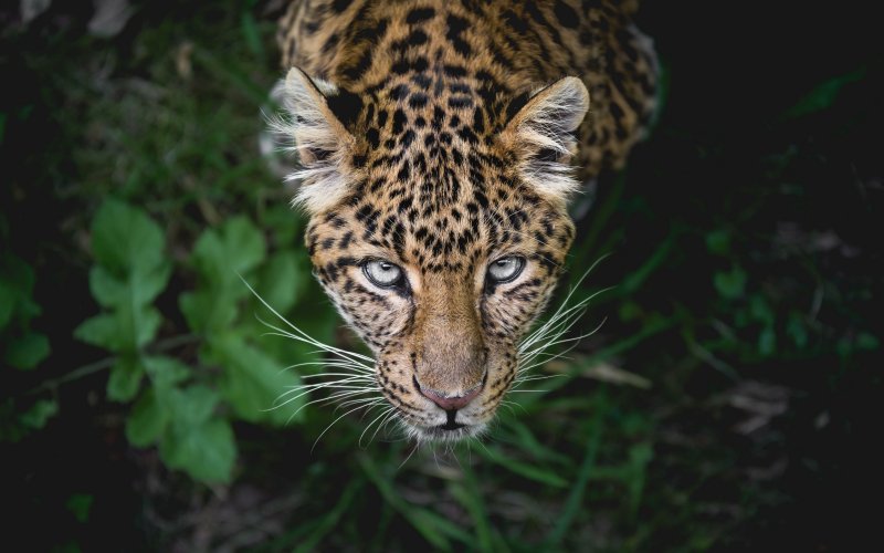 Джагуар леопард