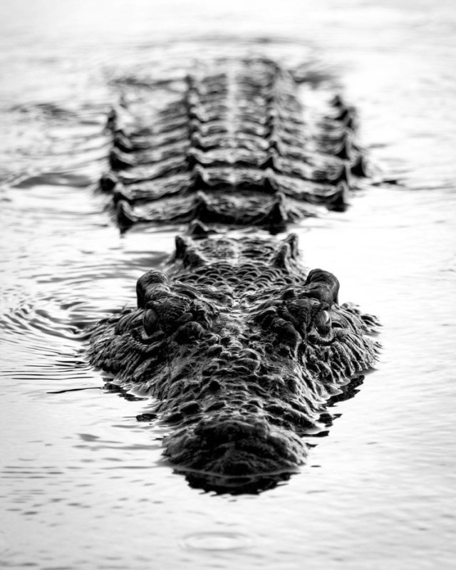 Крокодил в воде