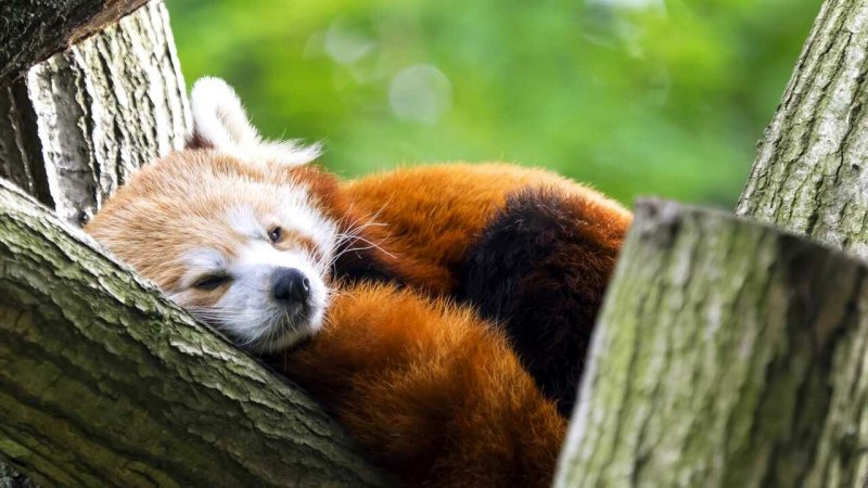 Красная Панда фото