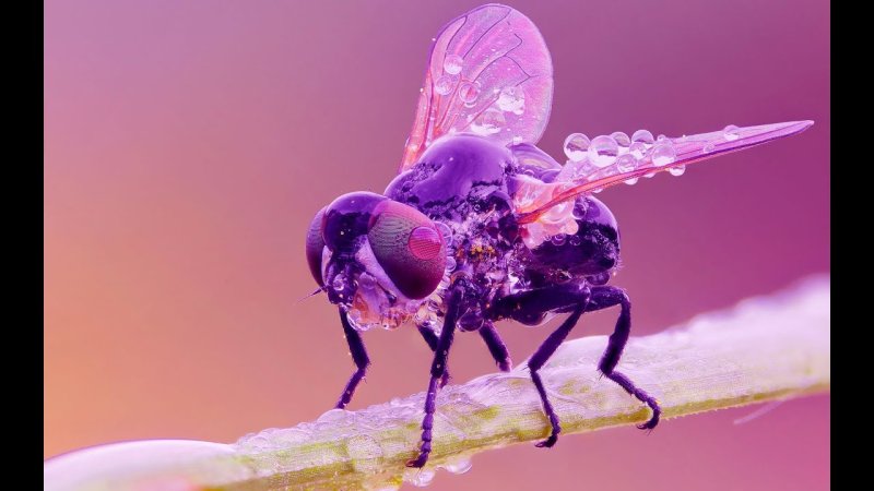 Фиолетовые насекомые