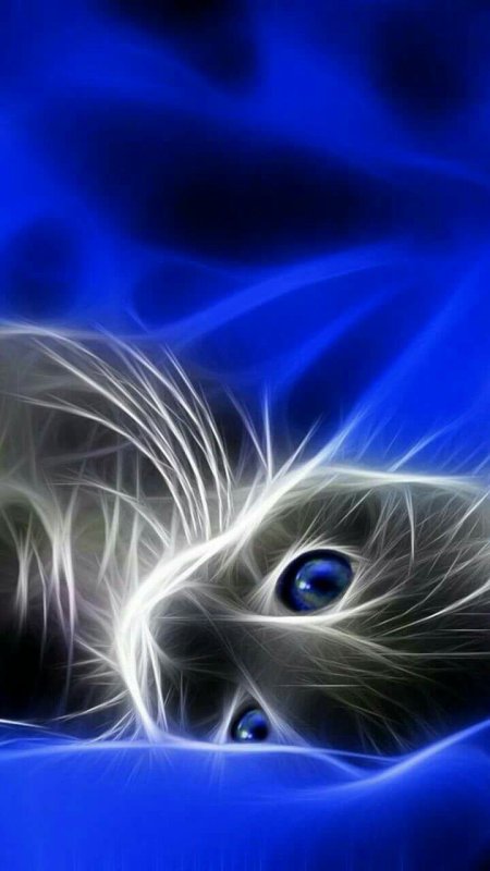 Котята на заставку