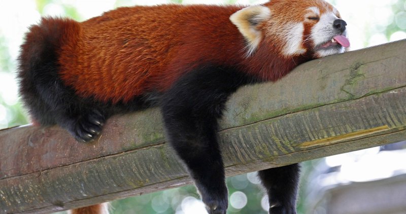 Красная Панда малая Панда