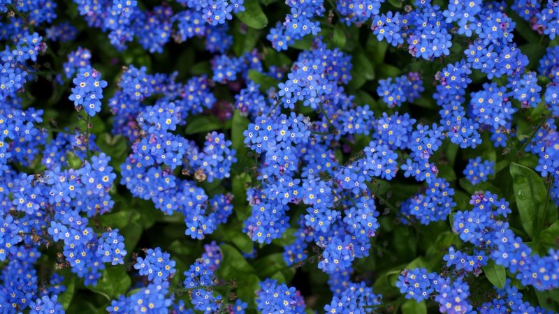 Незабудка почвопокровная