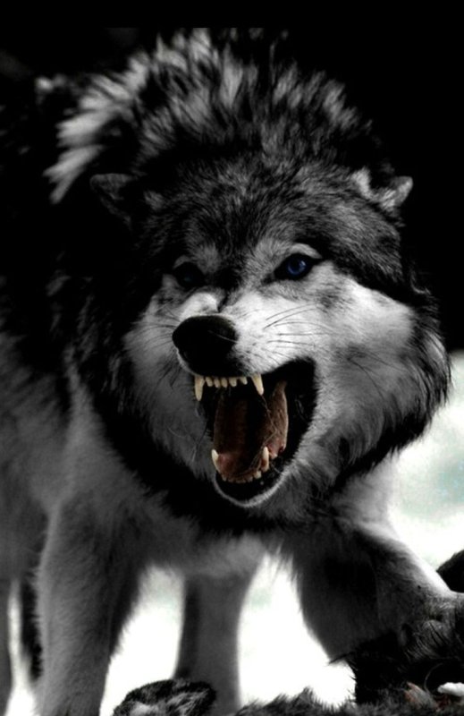 Красивый оскал волка