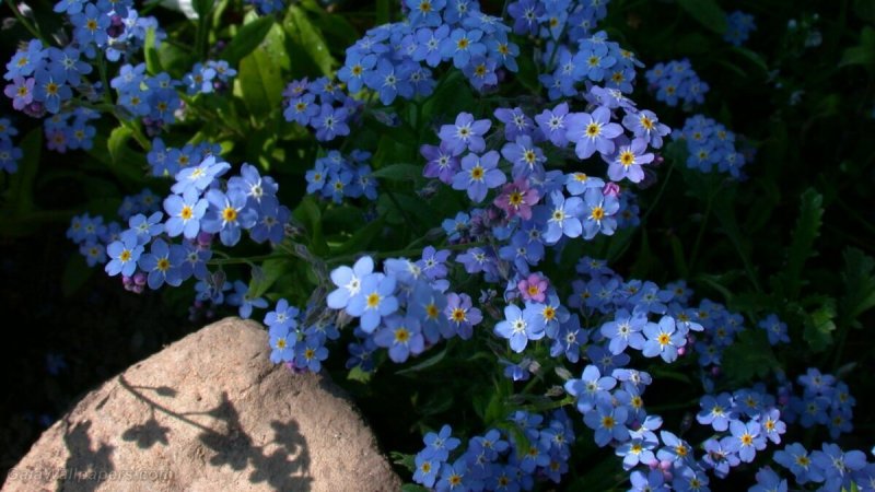 Незабудка Альпийская (Myosotis alpestris)