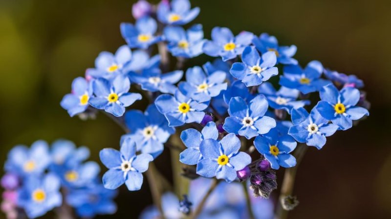 Незабудка (Myosotis)