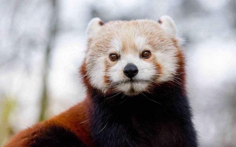 Красная Панда