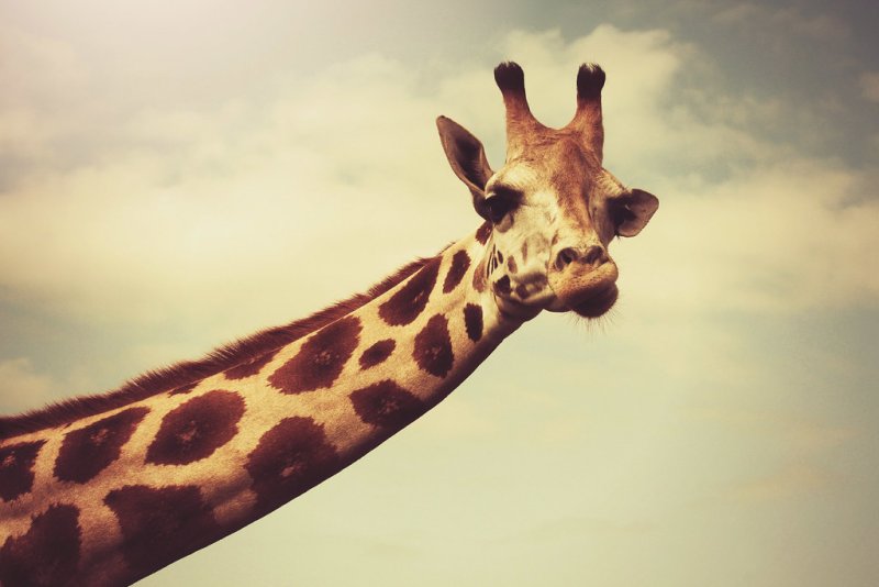 Жираф жирафа Жирафенок