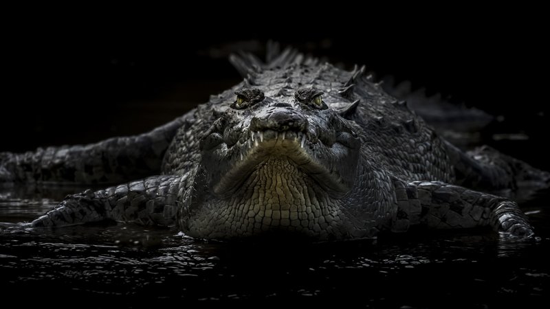 Черный Кайман крокодил