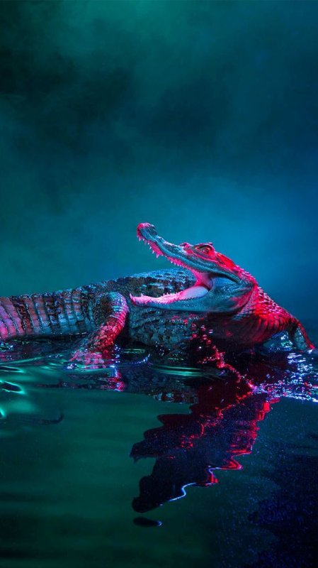Заставка крокодил