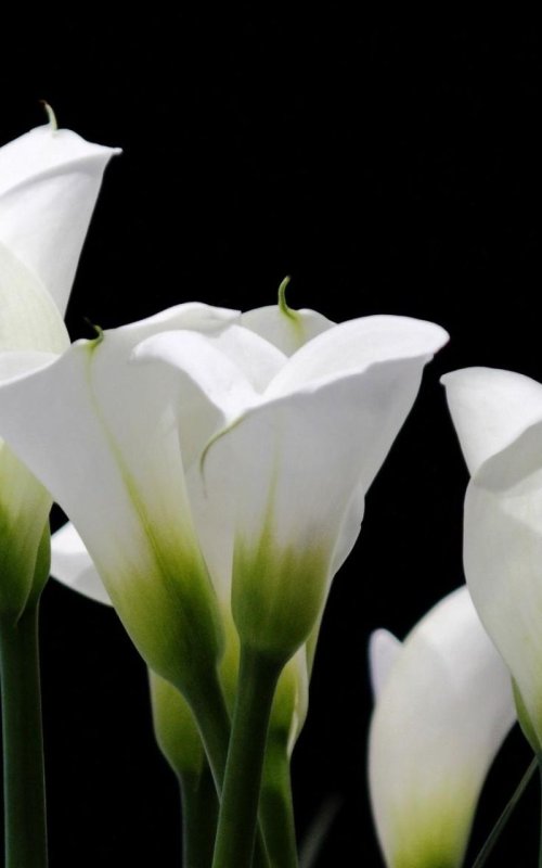 Заставка каллы