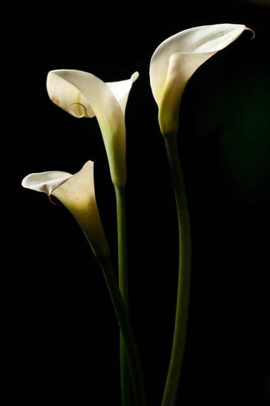 Каллы Call Exstase