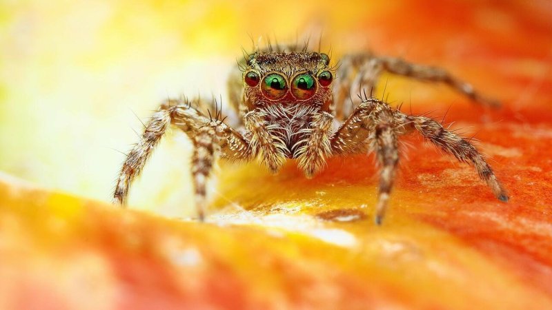Паук Макросъемка